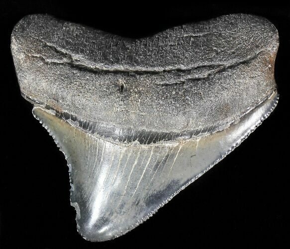 Juvenile Megalodon Tooth - Serrated Blade #56586